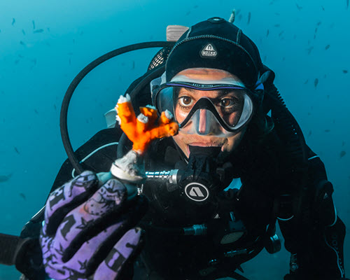 adopte un corail coral guardian